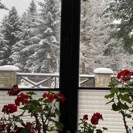 феєрія лісу Aparthotel Skhidnytsia