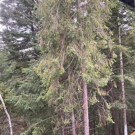 феєрія лісу Aparthotel 4*