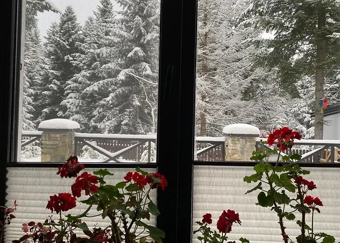 феєрія лісу Apartmanhotel Skhidnytsia